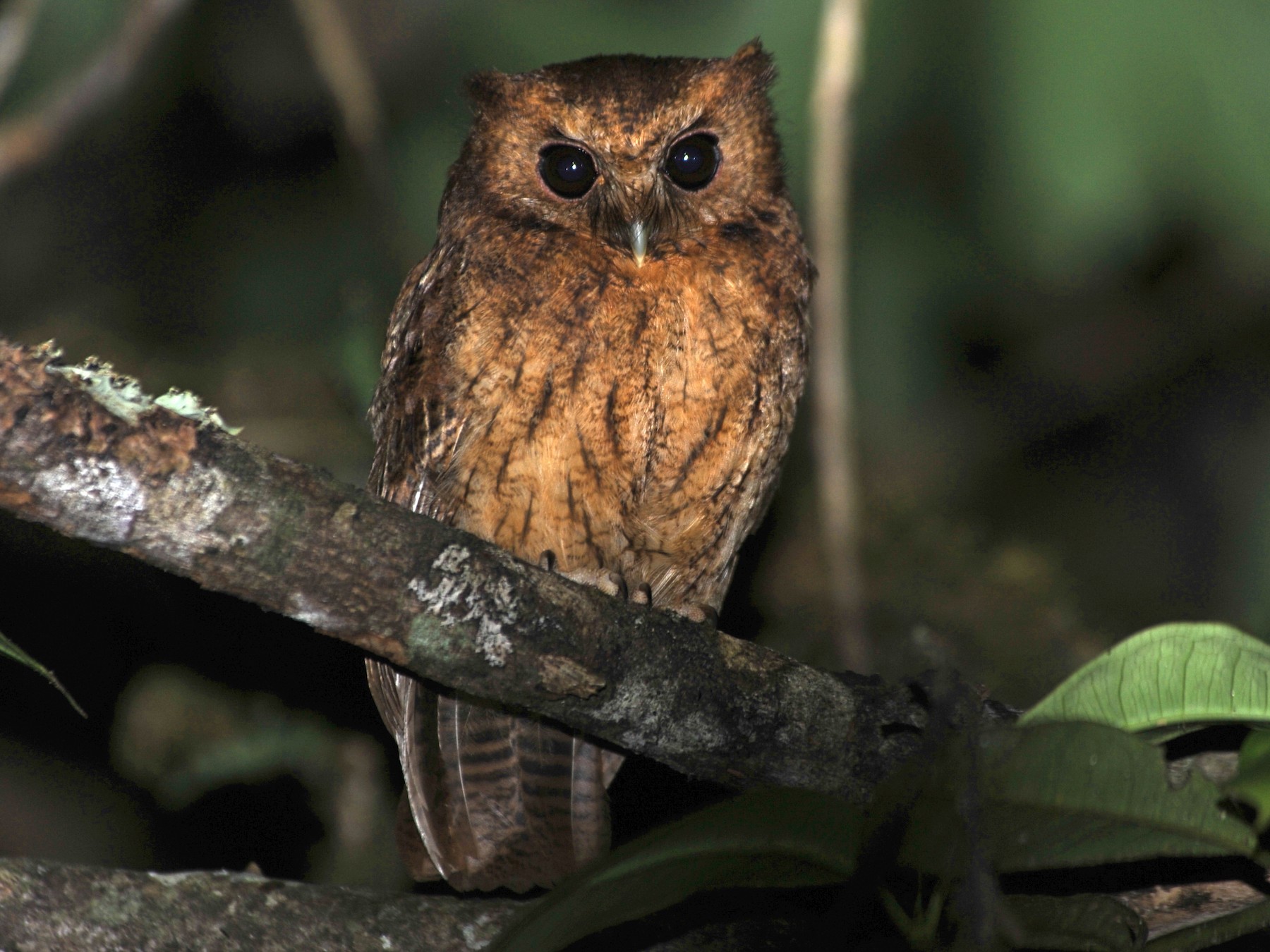 Cinnamon Screech-Owl - Alan Van Norman