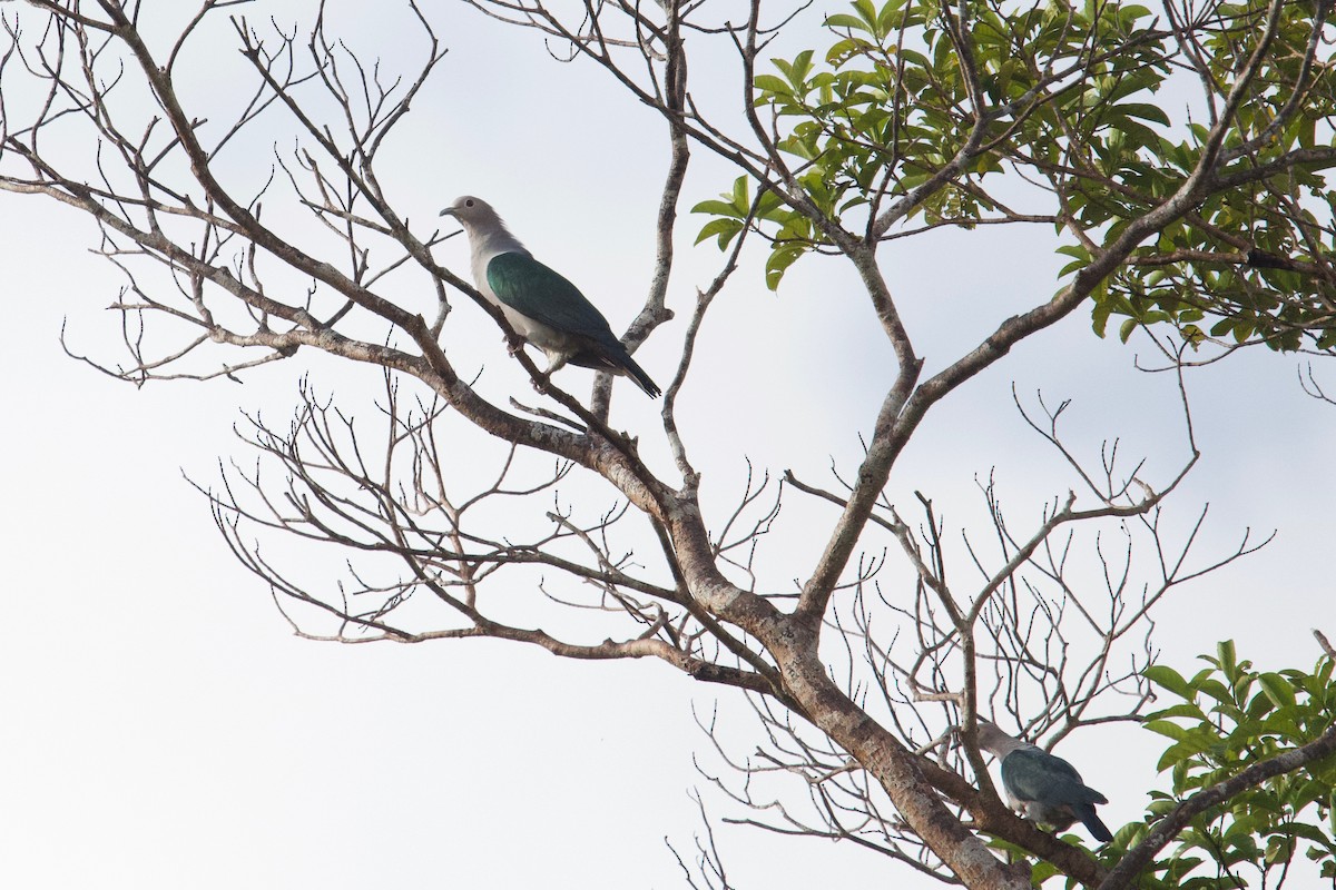 Green Imperial-Pigeon - ML207251111