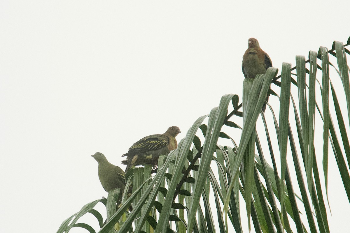Cinnamon-headed Green-Pigeon - Qin Huang