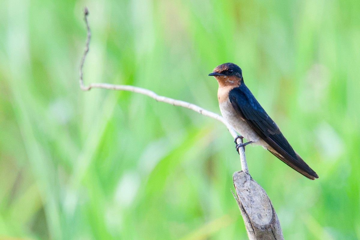Pacific Swallow - ML207251211