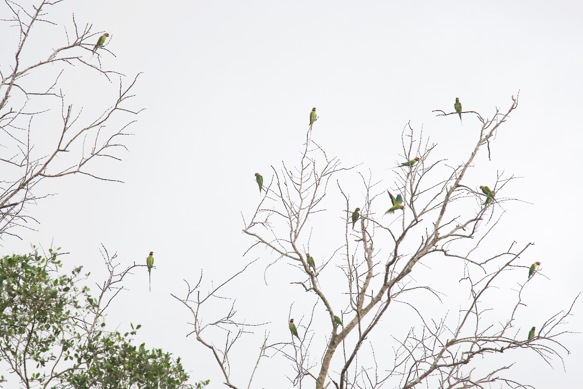 Long-tailed Parakeet - ML207251221