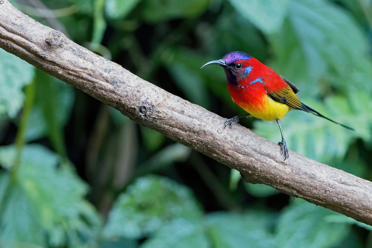 Mrs. Gould's Sunbird (Scarlet-breasted) - ML207253771