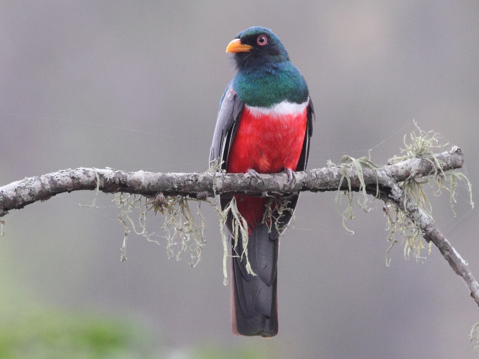 Ecuadorian Trogon - eBird