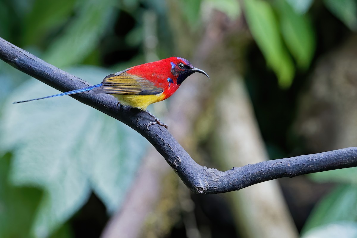 Mrs. Gould's Sunbird (Scarlet-breasted) - ML207253811
