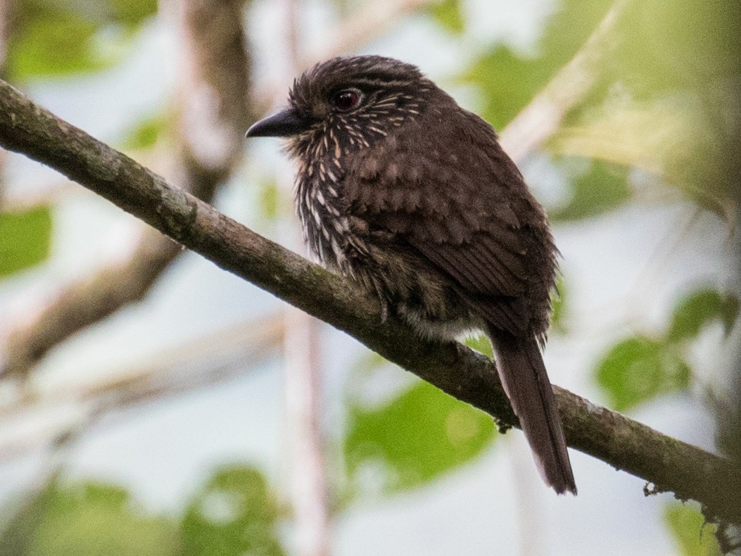 Black-streaked Puffbird - Blair Dudeck