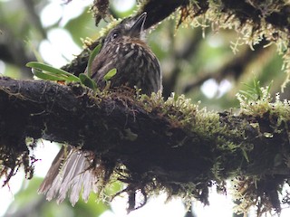  - Black-streaked Puffbird