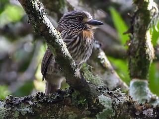  - Black-streaked Puffbird