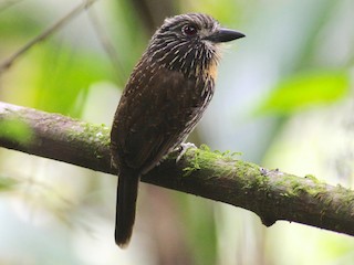  - Black-streaked Puffbird