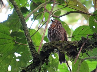 - Black-streaked Puffbird