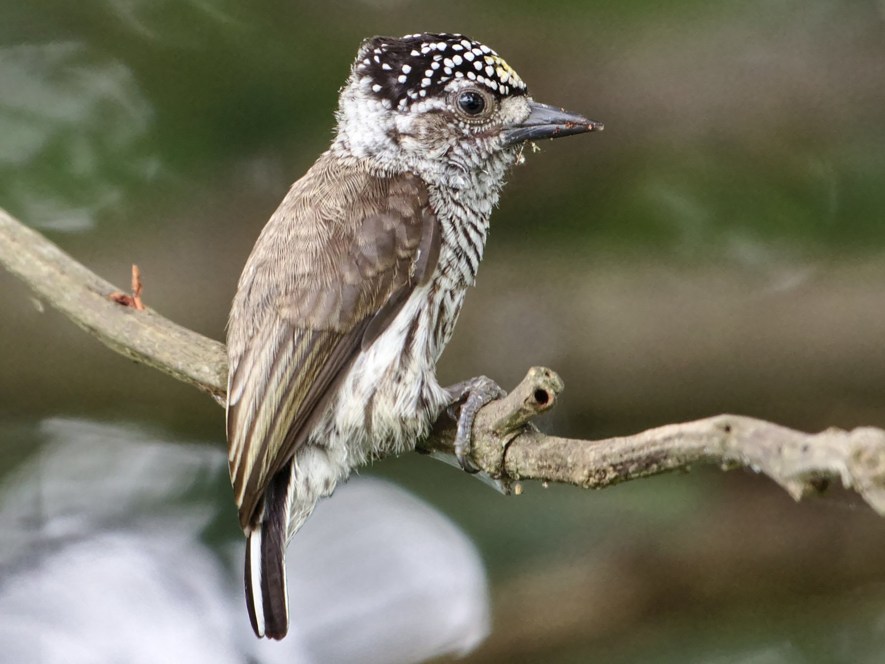 Ecuadorian Piculet - Cesar Ponce