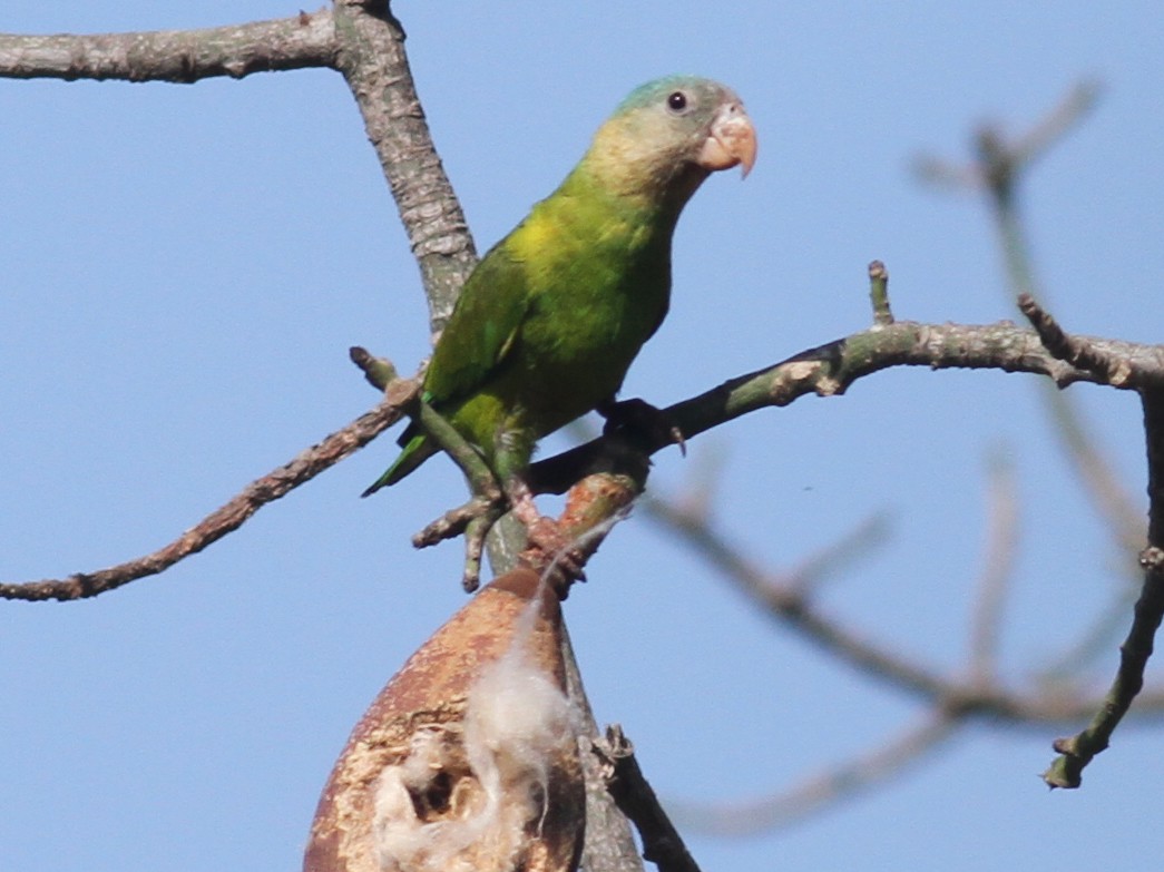 Gray-cheeked Parakeet - Paul Bourdin