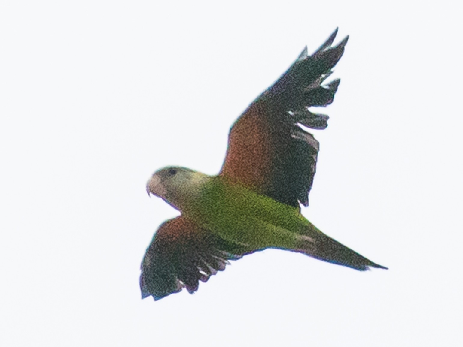 Gray-cheeked Parakeet - John Reynolds