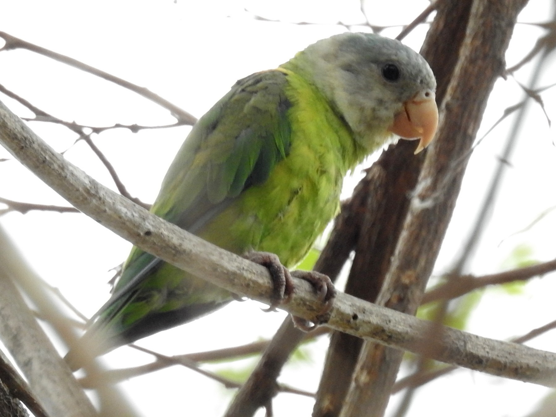 Gray-cheeked Parakeet - David Bree