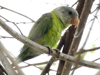 Gray parakeet 2024