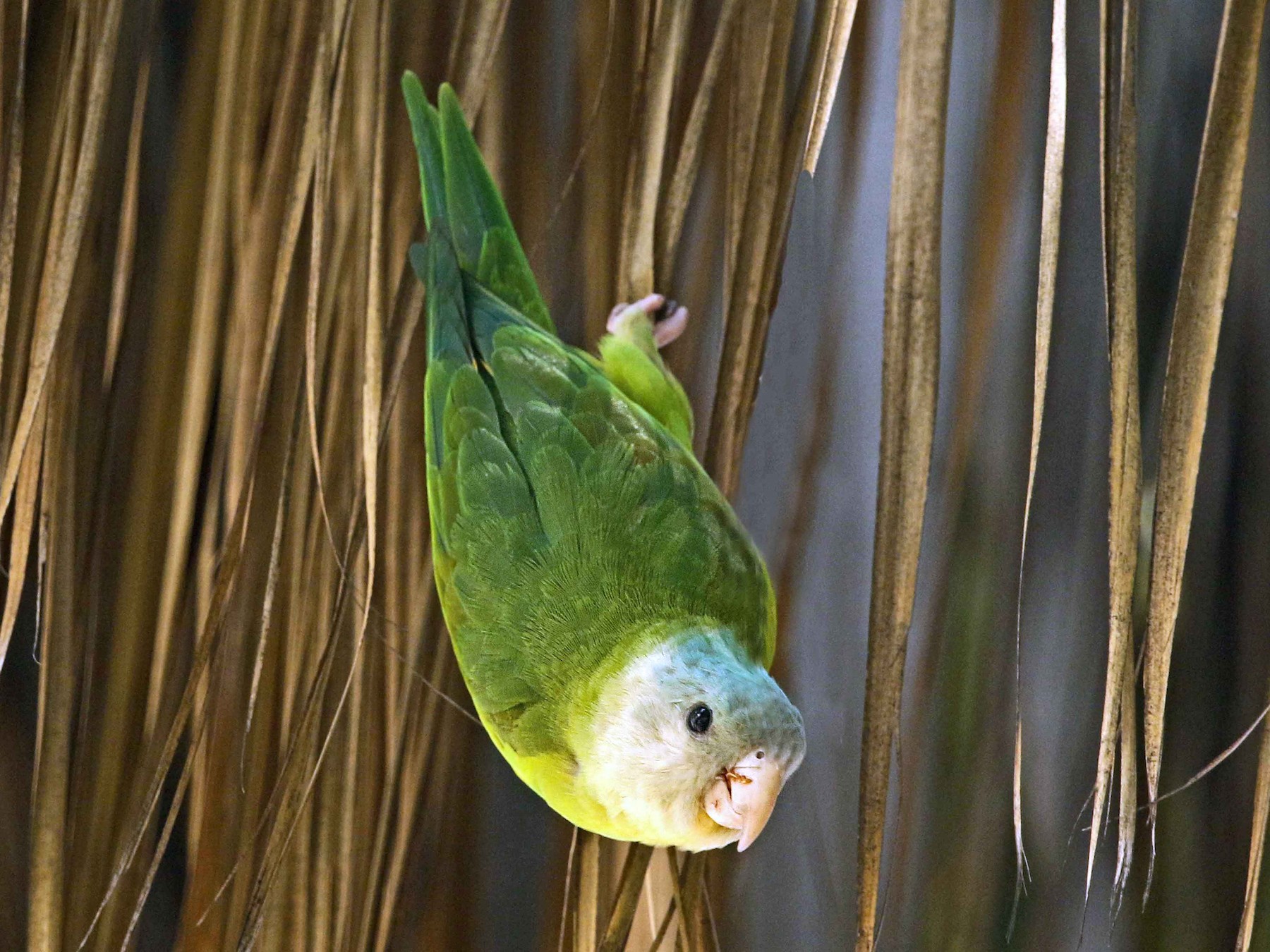 Gray hot sale cheeked parakeet