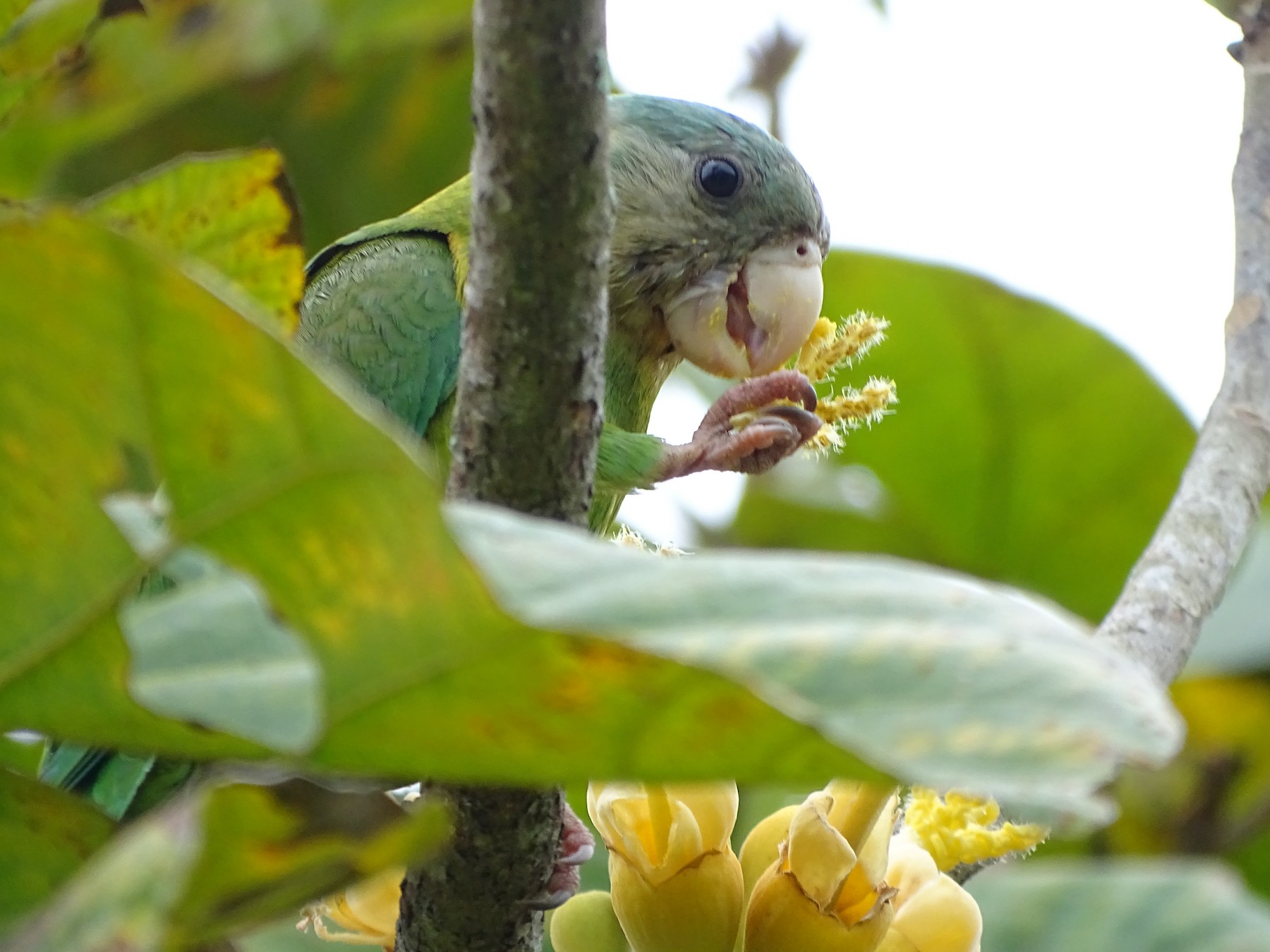 Gray-cheeked Parakeet - Cesar Alvarez                        @birder_cesar