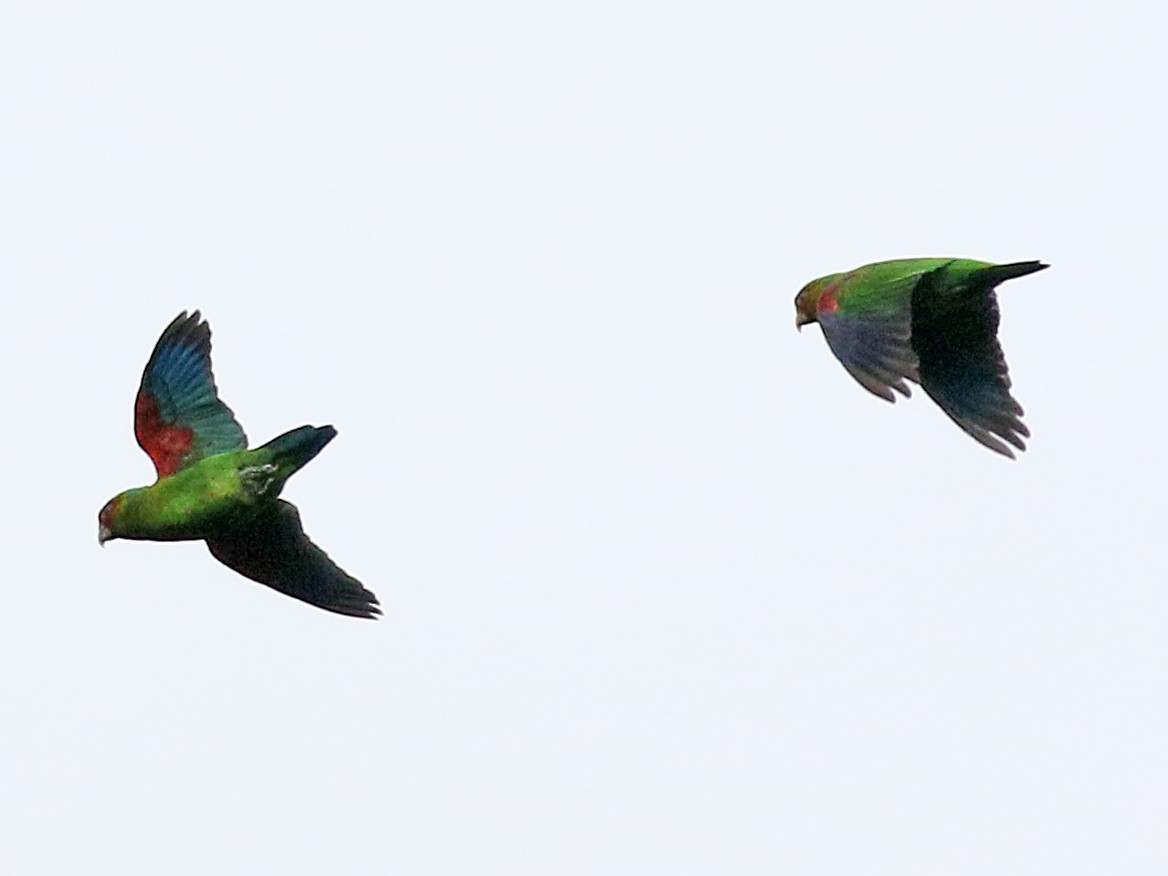 Red-faced Parrot - Charlotte Byers