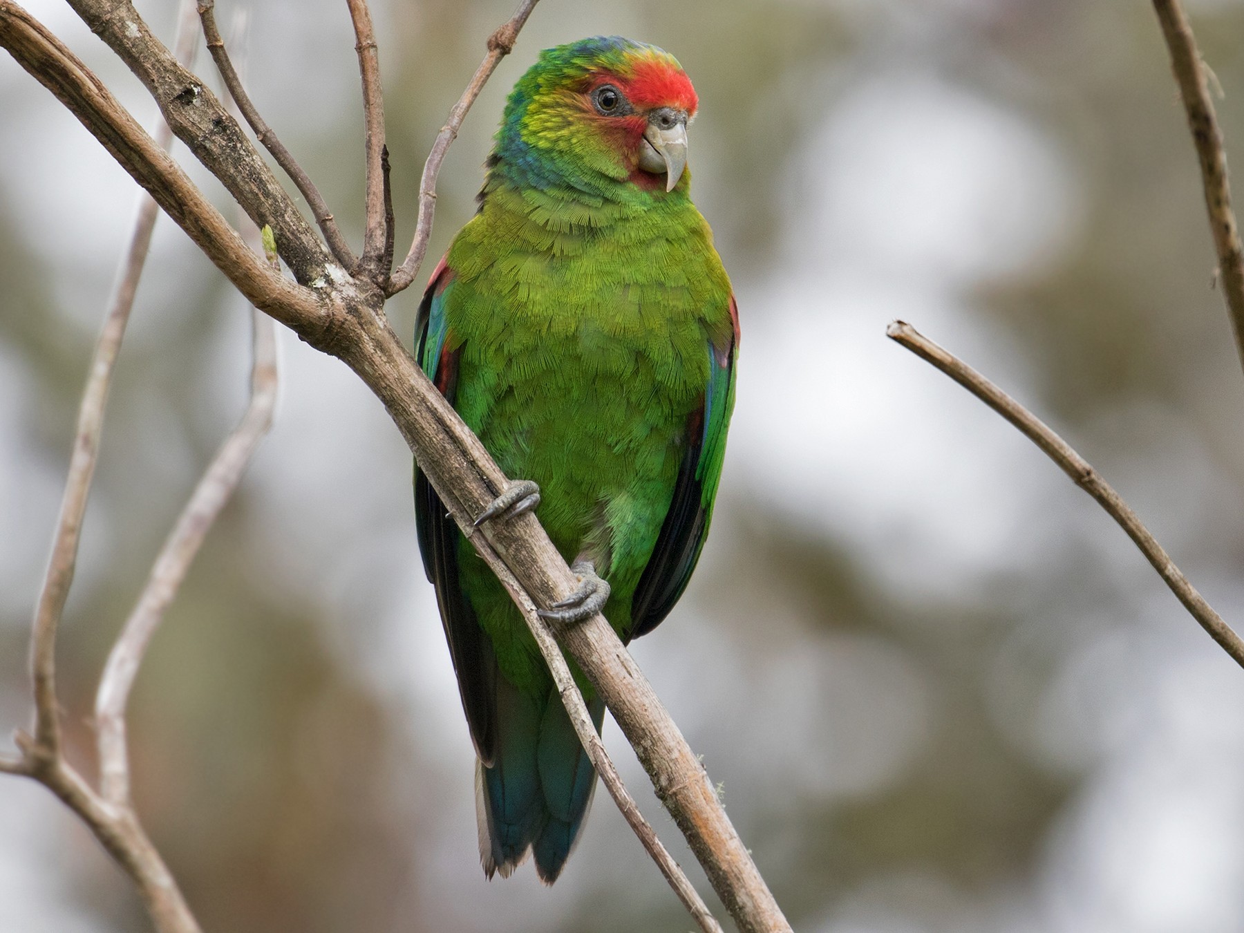 Red-faced Parrot - Sam Woods