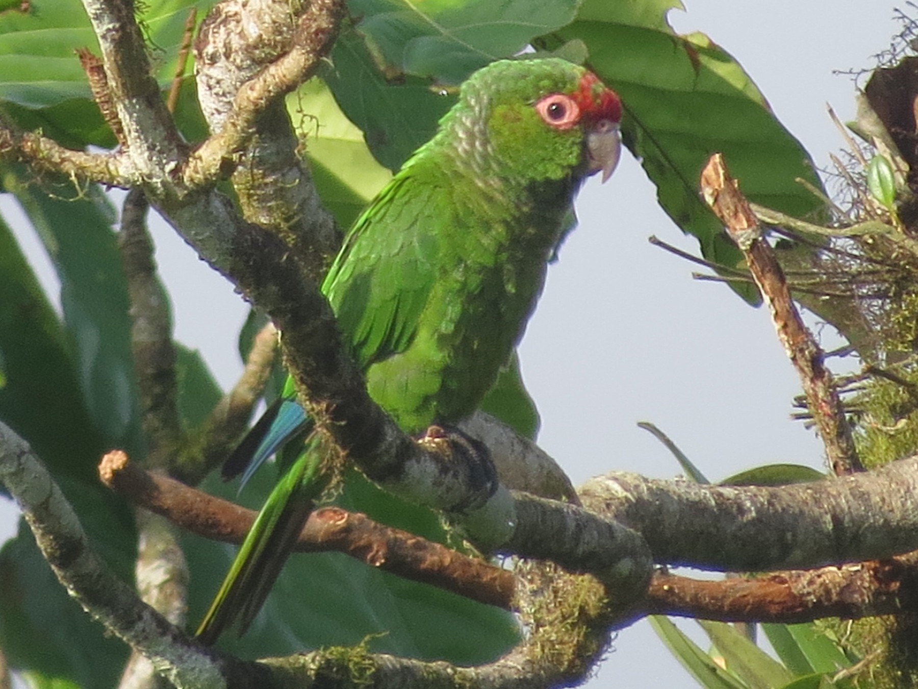 El Oro Parakeet - Larry Schmahl