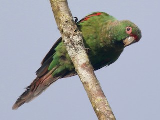  - El Oro Parakeet