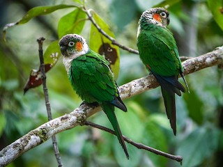  - White-necked Parakeet