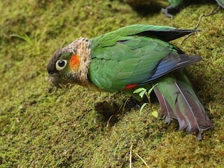  - White-necked Parakeet