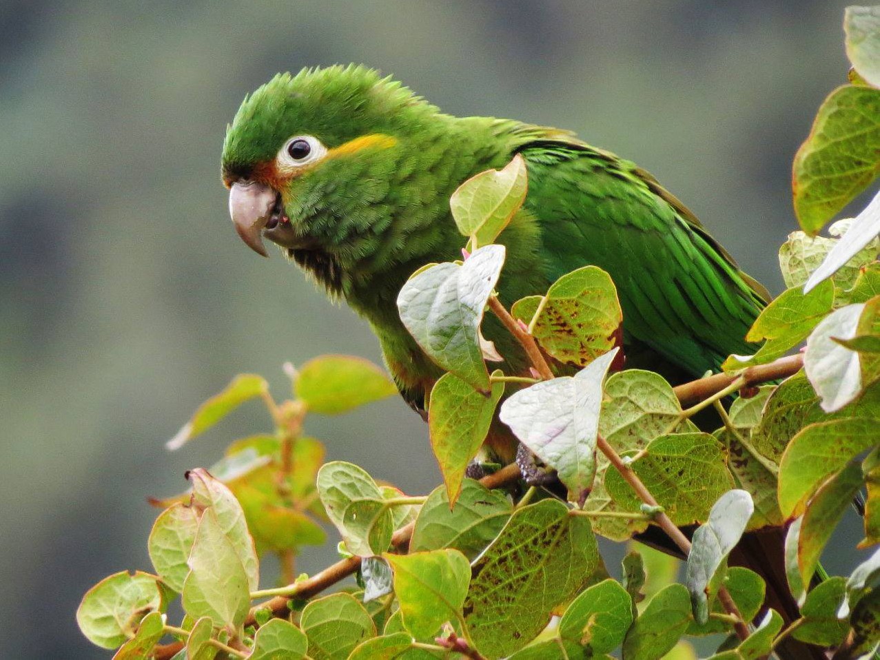 Golden-plumed Parakeet - Johnnier Arango-B  | theandeanbirder.com