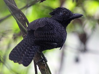  - Fulvous Antshrike