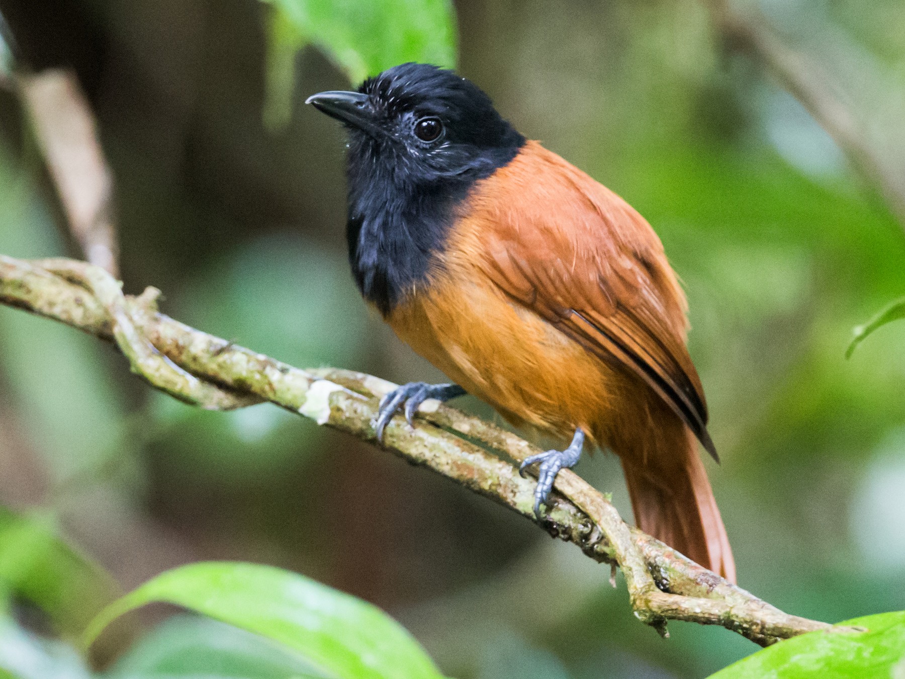 Cocha Antshrike - Nick Athanas