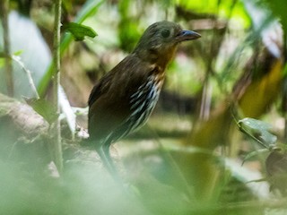  - Ochre-striped Antpitta