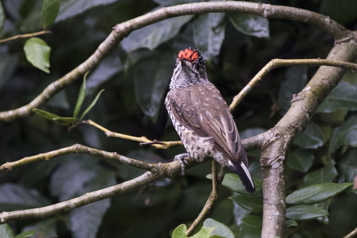 White-wedged Piculet - ML207257181