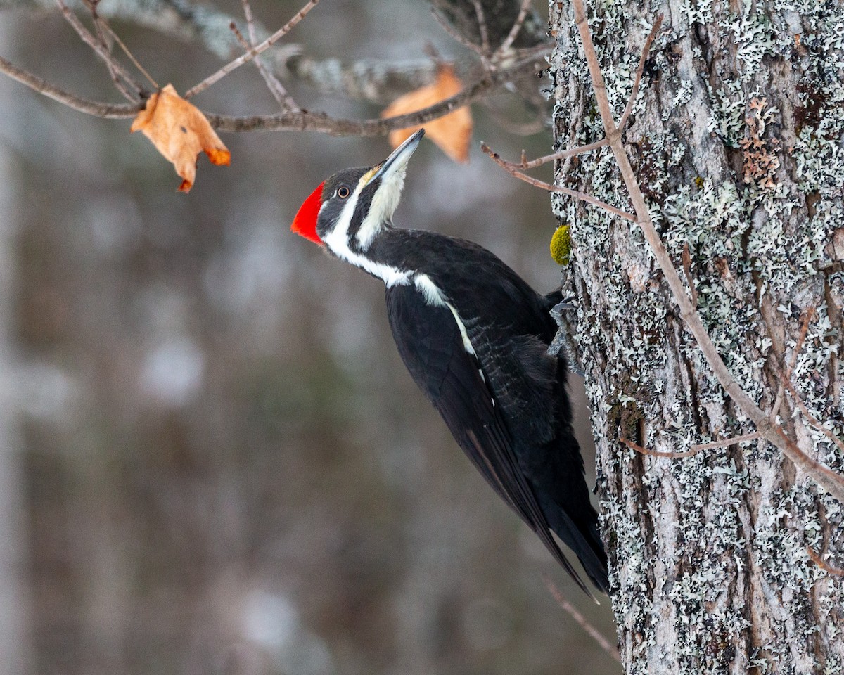 Pileated Woodpecker - Pat Schiller