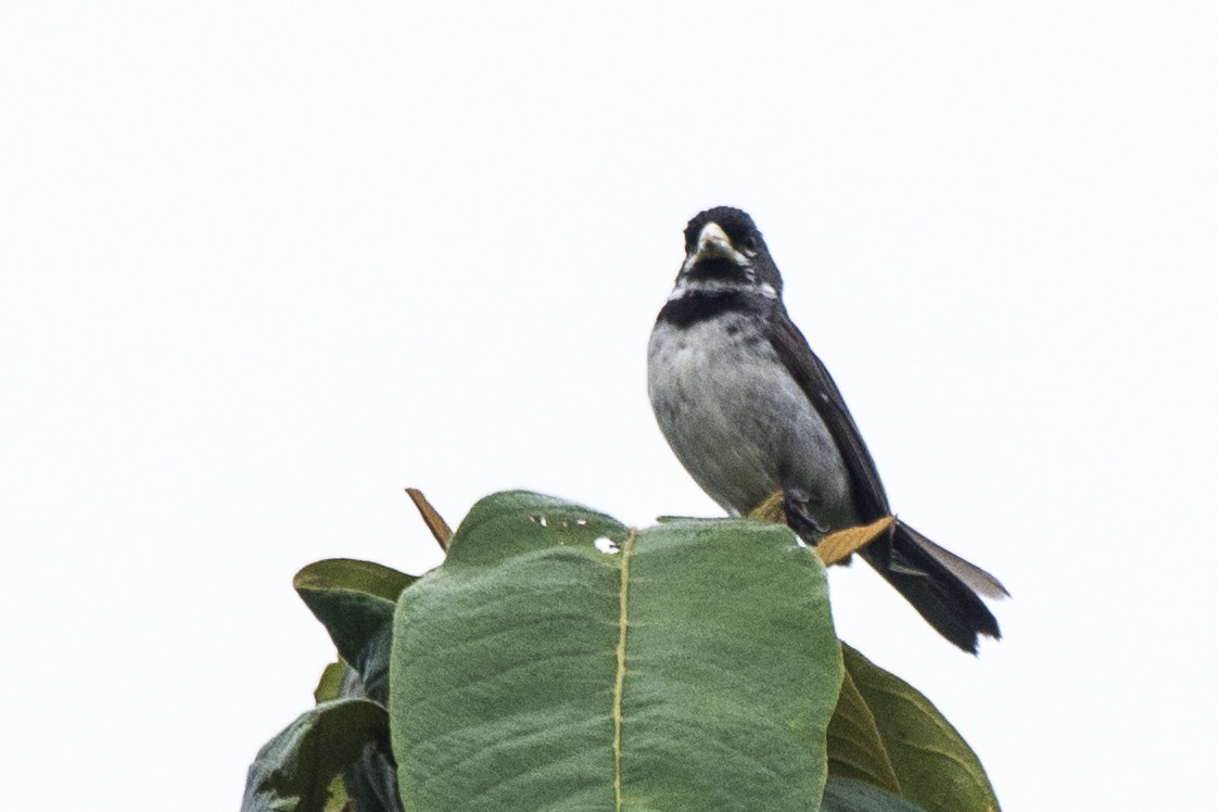 Double-collared Seedeater - ML207257431