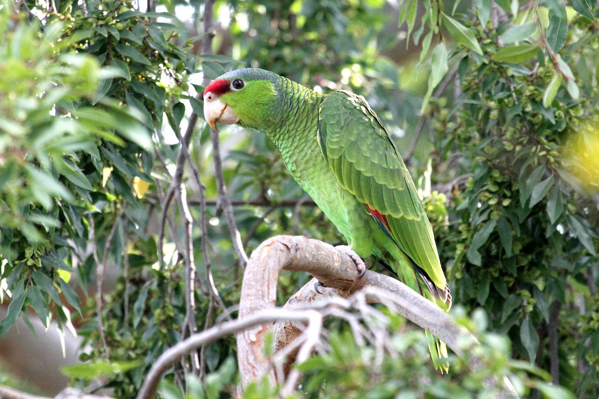 Red-crowned Parrot - Don Sterba
