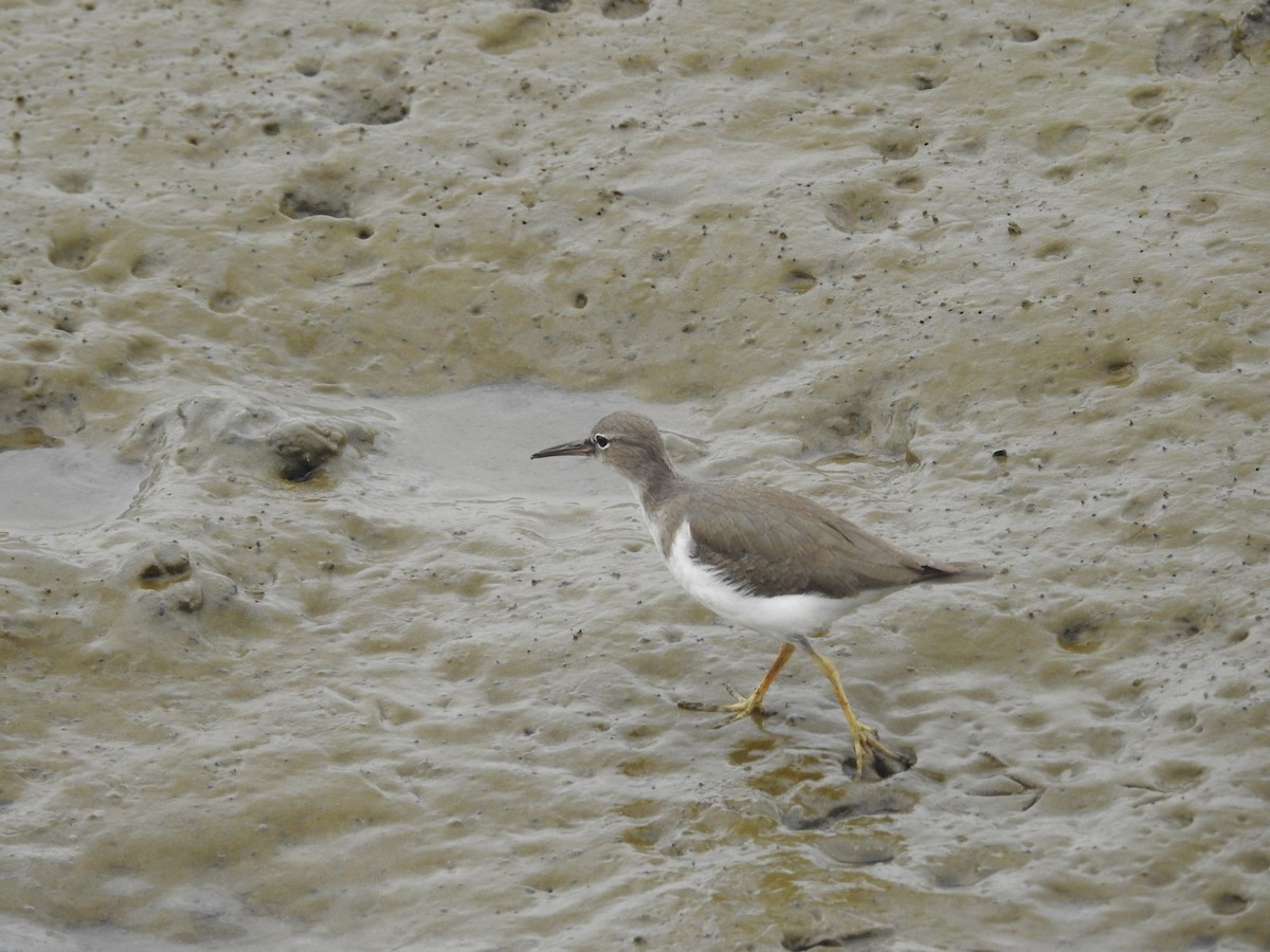 Spotted Sandpiper - Gunther Peeters