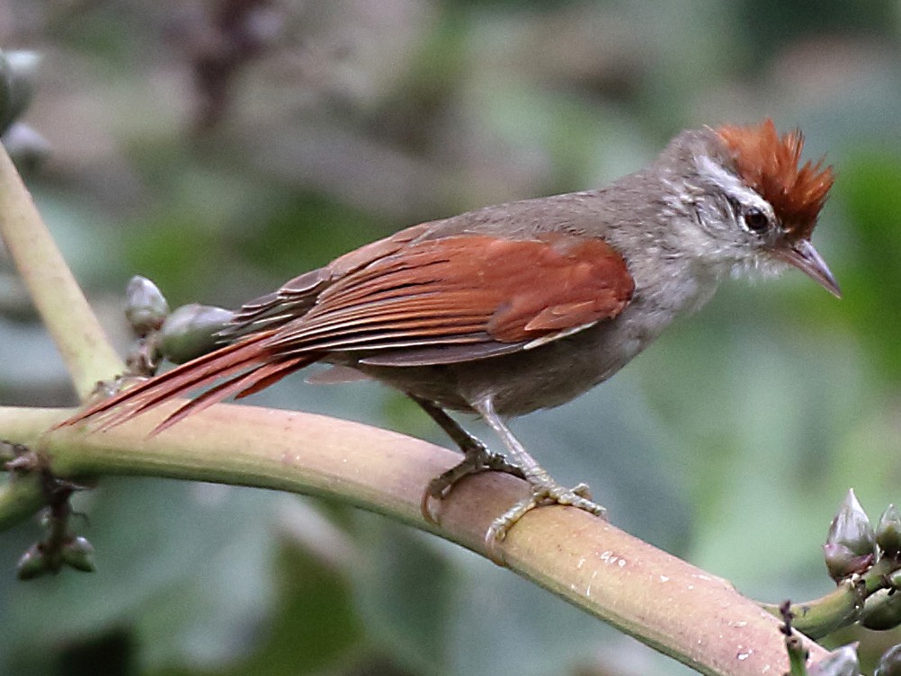Line-cheeked Spinetail - Myles McNally