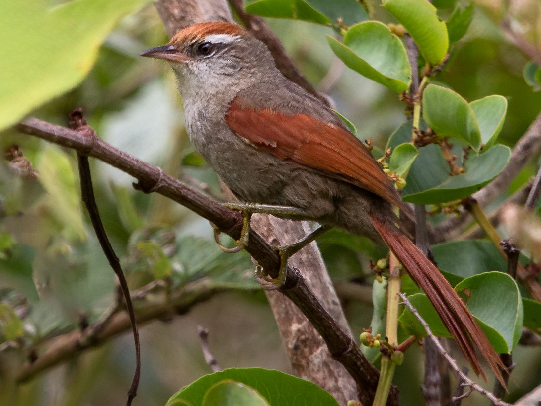 Line-cheeked Spinetail (Line-cheeked) - Peter Hawrylyshyn