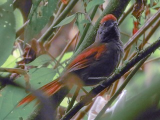 Dusky Spinetail - Synallaxis moesta - Birds of the World