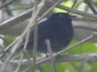 Jet Manakin - Chloropipo unicolor - Birds of the World