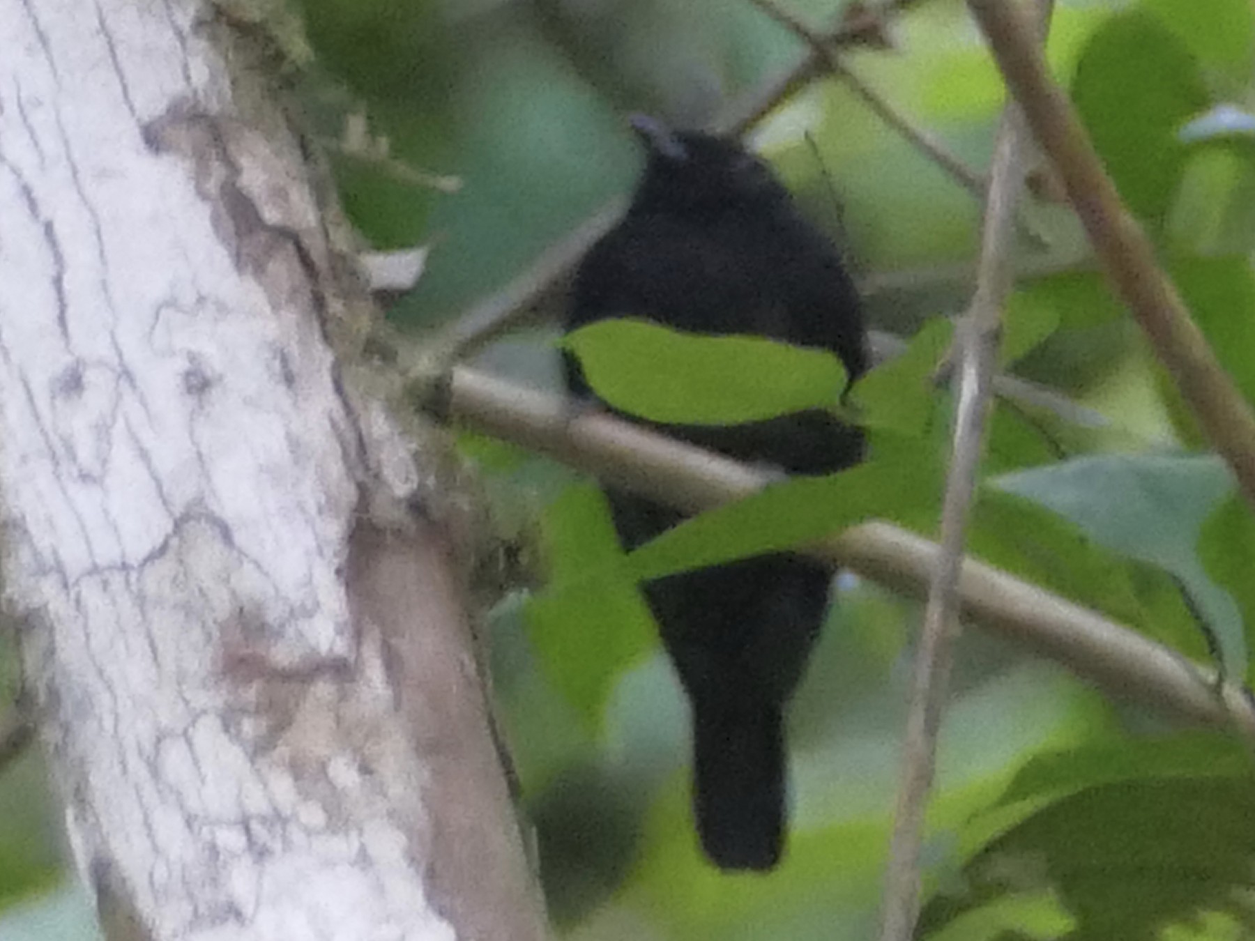 Jet Manakin - eBird