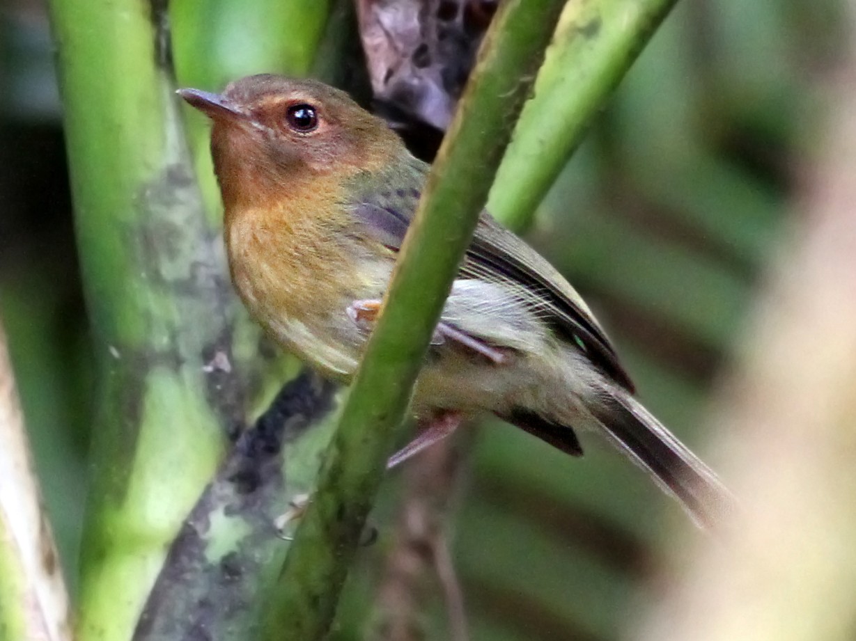 Cinnamon-breasted Tody-Tyrant - Andrew Spencer