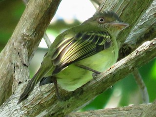  - Orange-eyed Flatbill