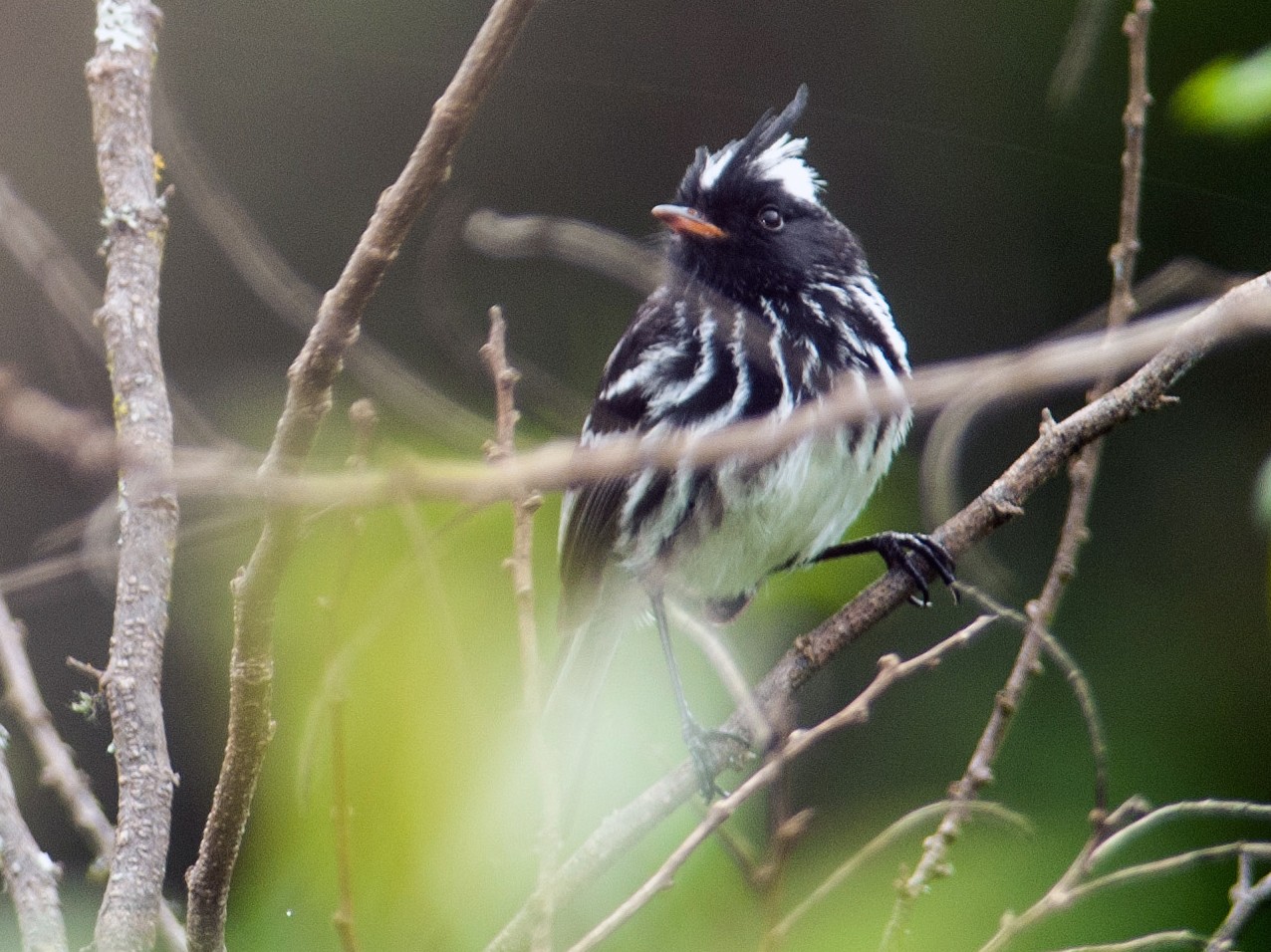 Black-crested Tit-Tyrant - Stephen Davies