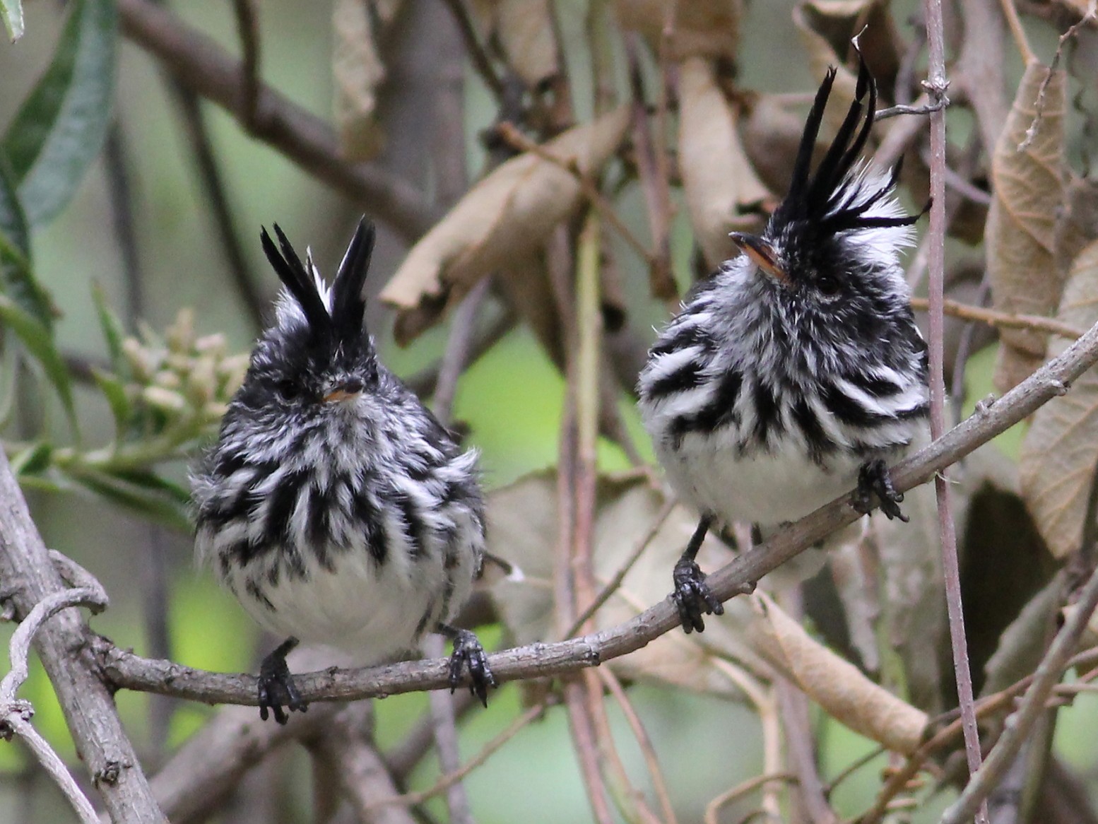 Black-crested Tit-Tyrant - Jason Leifester