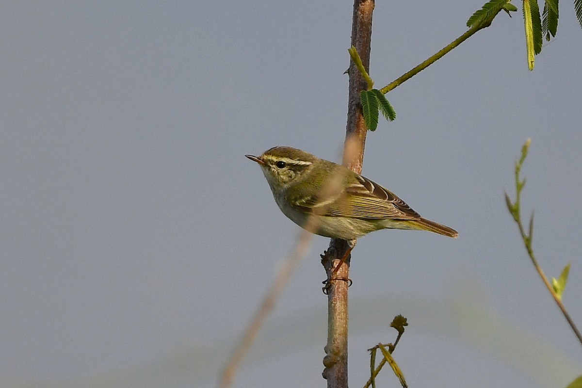 Yellow-browed Warbler - ML207262231
