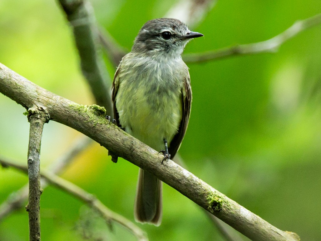 Pacific Elaenia - Nick Athanas