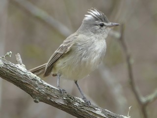  - Gray-and-white Tyrannulet