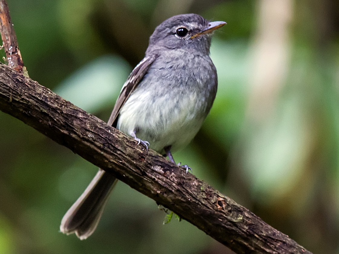 Gray-breasted Flycatcher - Nick Athanas