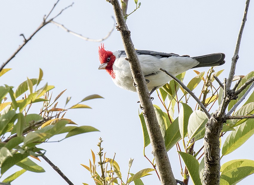 Red-crested Cardinal - ML20726701