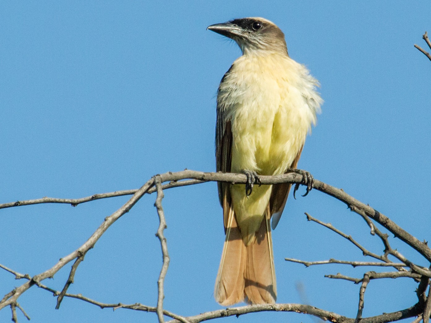 Baird's Flycatcher - Nick Athanas